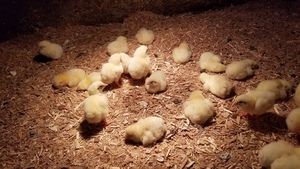 Chicks Are In!